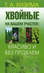 Галина Кизима - Хвойные на вашем участке - красиво и без проблем