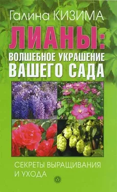 Галина Кизима Лианы: волшебное украшение вашего сада. Секреты выращивания и ухода обложка книги