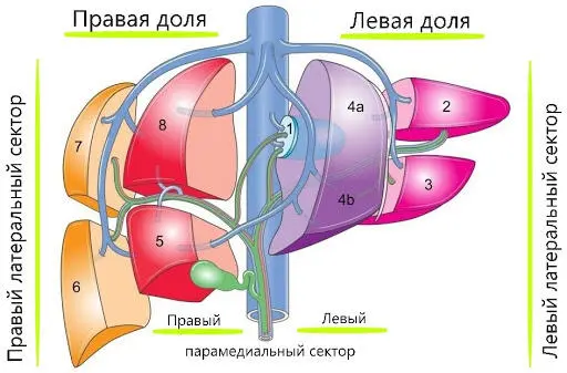 Печень выполняет достаточно много функций Обеззараживает чужеродные вещества - фото 7