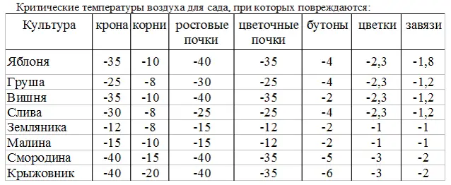 Подмерзание деревьев вызывает целый ряд причин Вопервых суровая малоснежная - фото 2