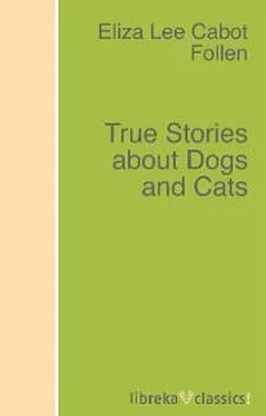 Eliza Lee Cabot Follen True Stories about Dogs and Cats обложка книги