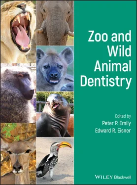 Неизвестный Автор Zoo and Wild Animal Dentistry обложка книги