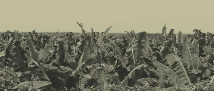 Territorio e identidad la zona bananera en Colombia sobre las huellas de la - фото 10
