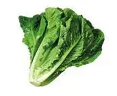 ROMAN LETTUCE 1 leaf wider than bread and ham are TOMATO 1 piece For - фото 7