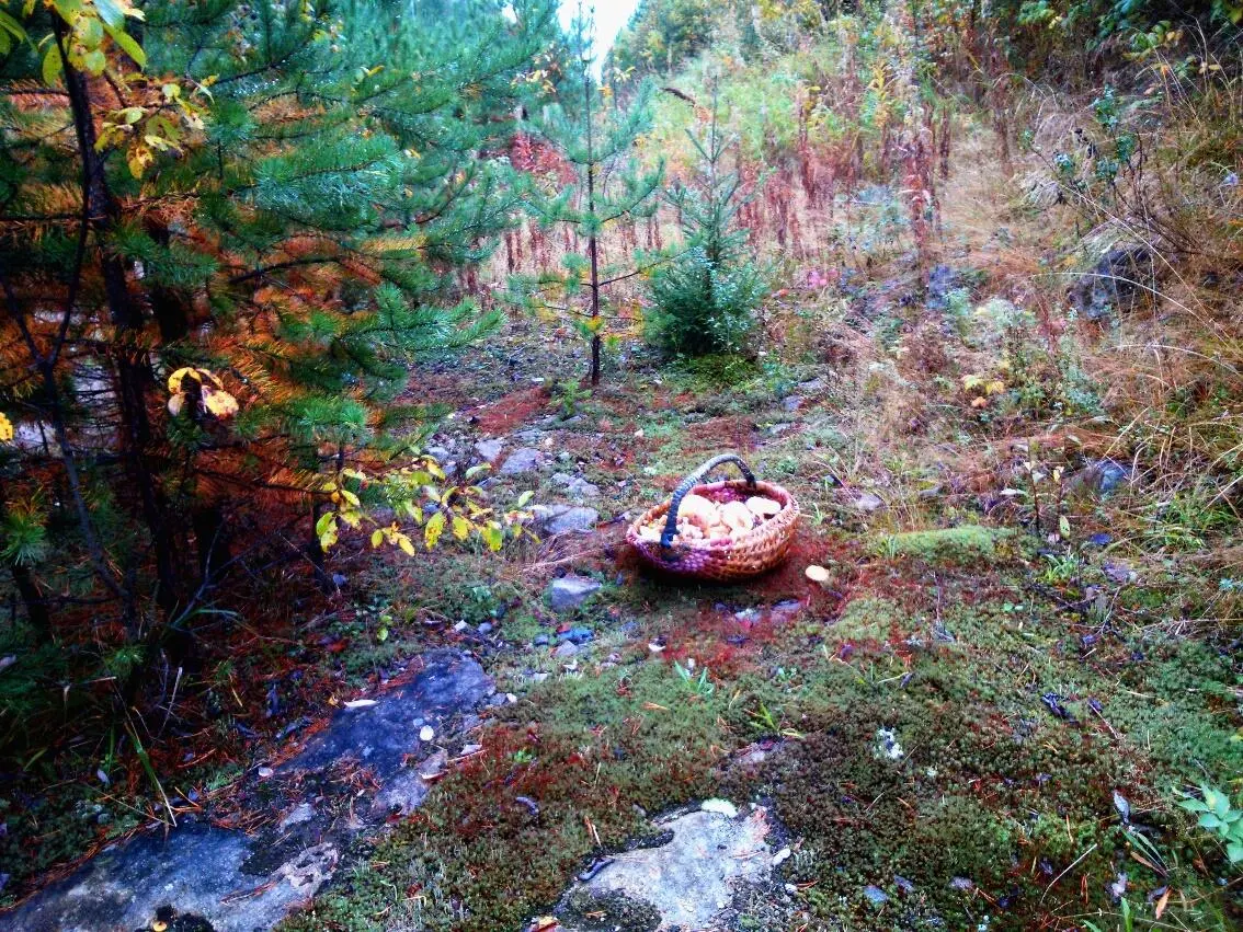 Фото автора Я человек не суеверный На плохие приметы вроде чёрной кошки бабы - фото 6