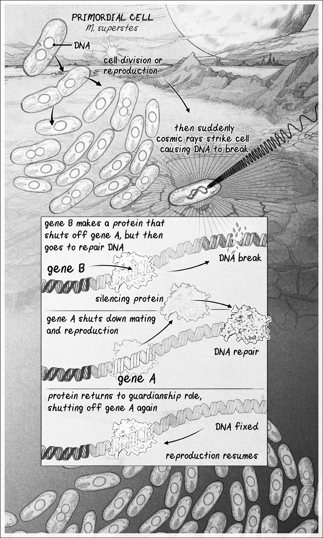 THE EVOLUTION OF AGINGA 4billionyearold gene circuit in the first - фото 1
