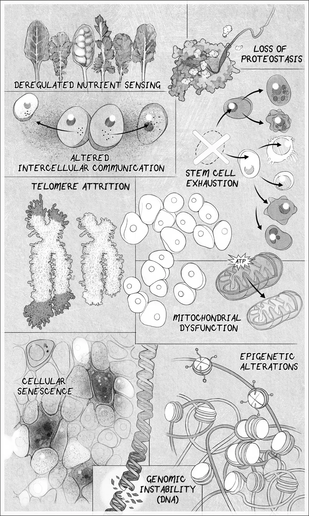 THE HALLMARKS OF AGINGScientists have settled on eight or nine hallmarks of - фото 2
