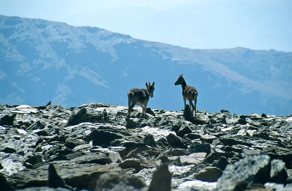 Kein seltener Anblick Steingeißen in der Sierra Nevada Die Gebirgskette - фото 63