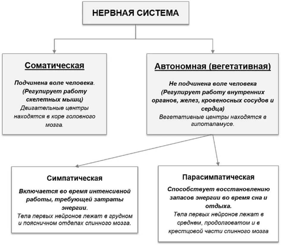 Все заболевания нервной системы можно разделить на инфекционные - фото 5