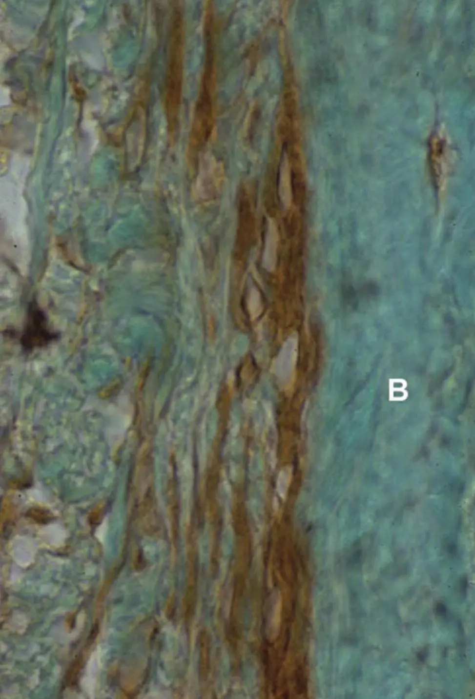 Figure 221 Transverse section 6 μm thick of a 1yearold female cats - фото 44