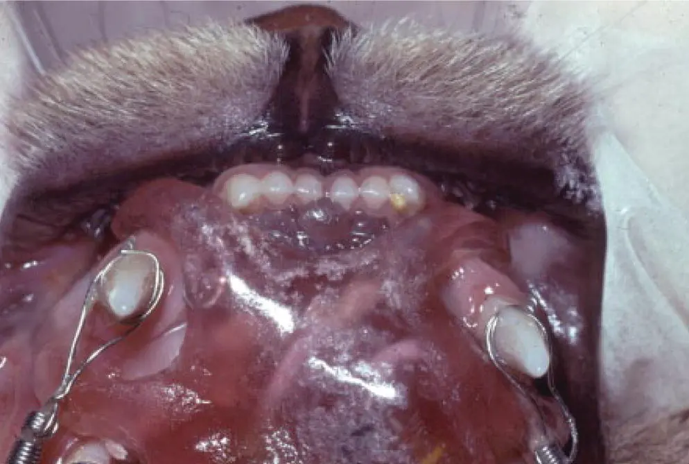 Figure 223 Constant direct current 20 μA noninvasively to the gingival and - фото 46