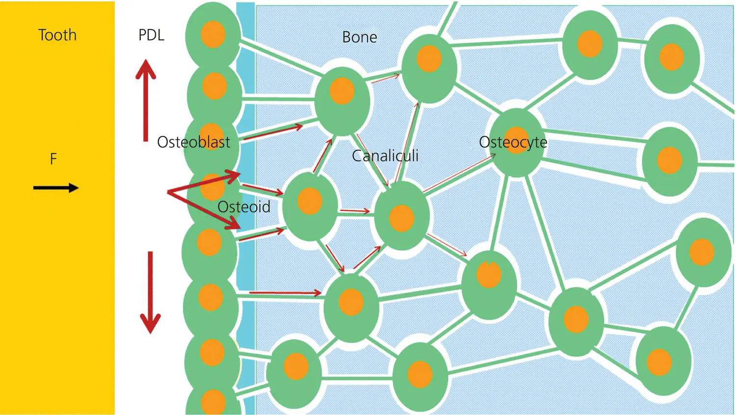 Figure 33 Fluid flow arrows after the application of an orthodontic force - фото 50