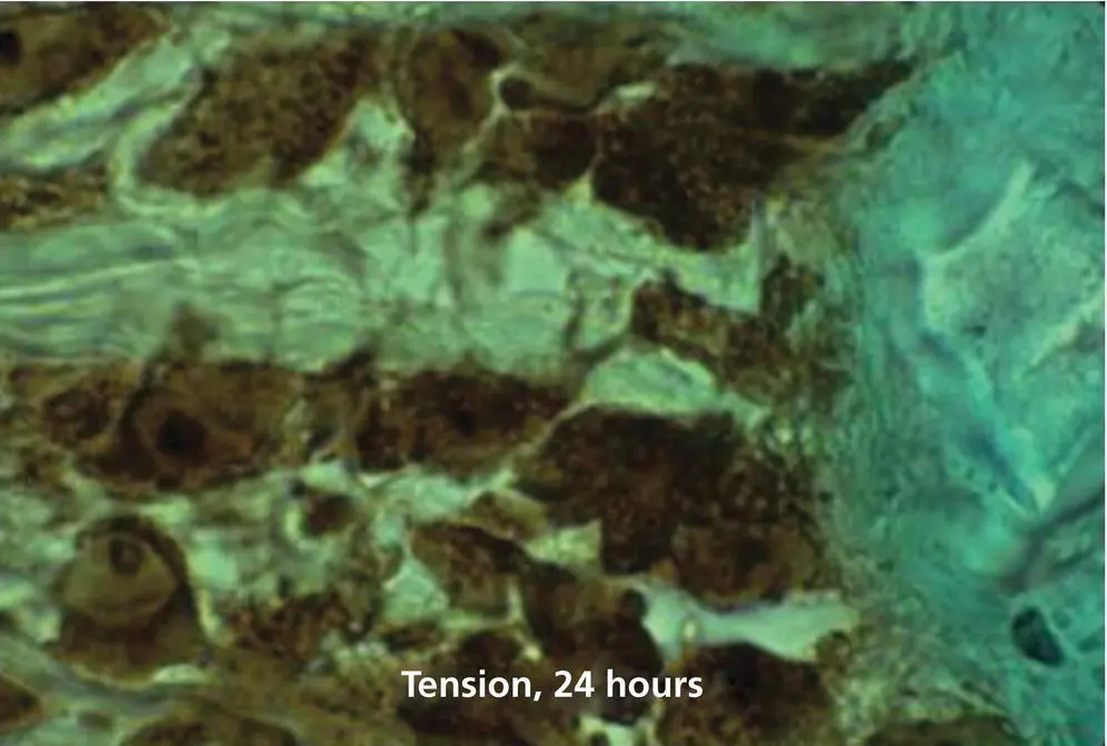 Figure 119 Staining for cyclic AMP in a 6 μm sagittal section of a cat - фото 20