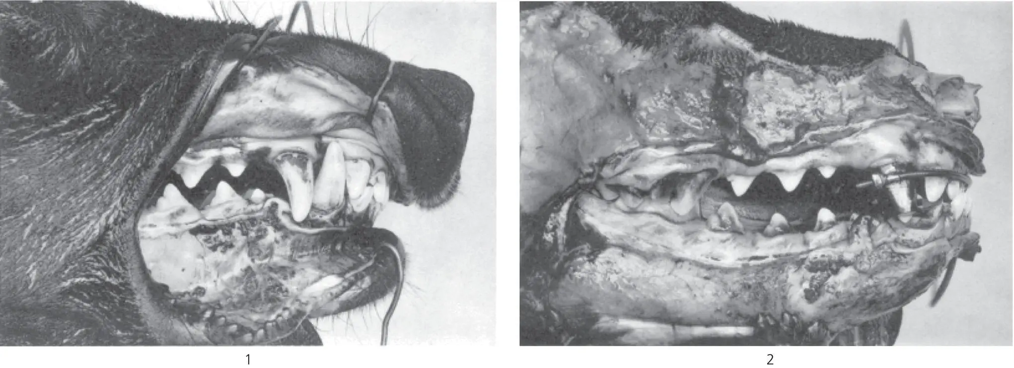 Figure 22 Plate I from Sandstedts original article showing photographs of the - фото 25