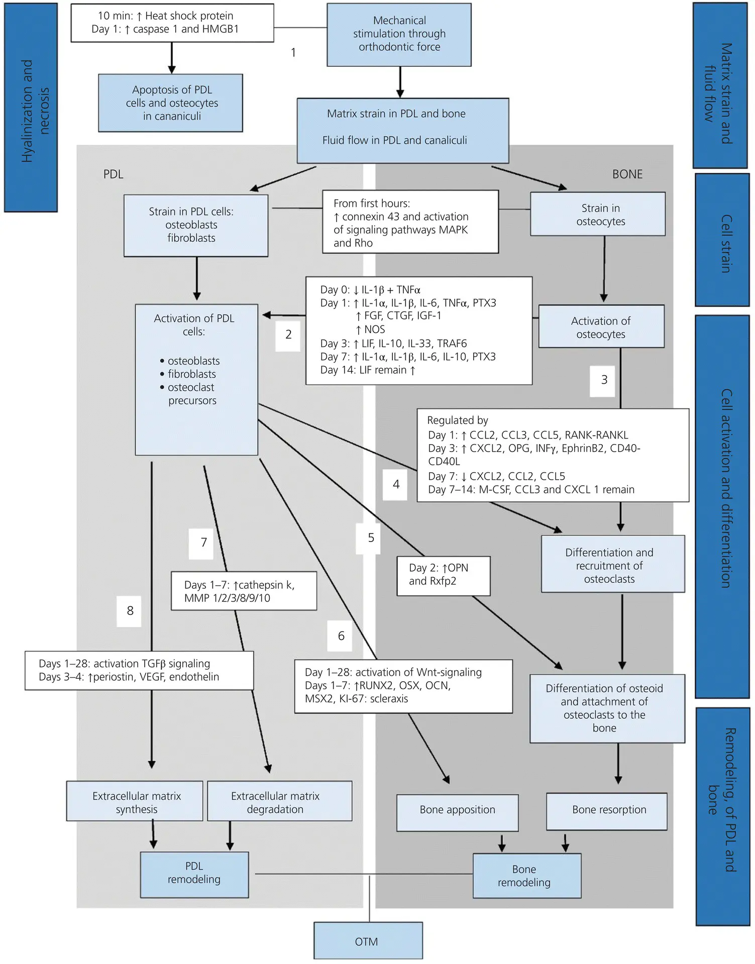 Figure 316 Theoretical model of orthodontic tooth movement OTM based on the - фото 63