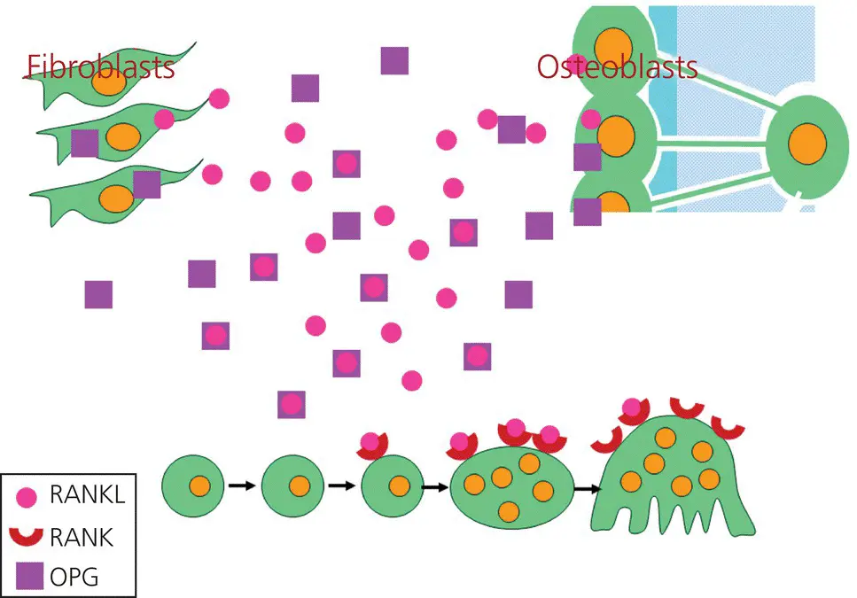 Figure 313 The RANKRANKLOPG system The RANKL that is secreted by - фото 60