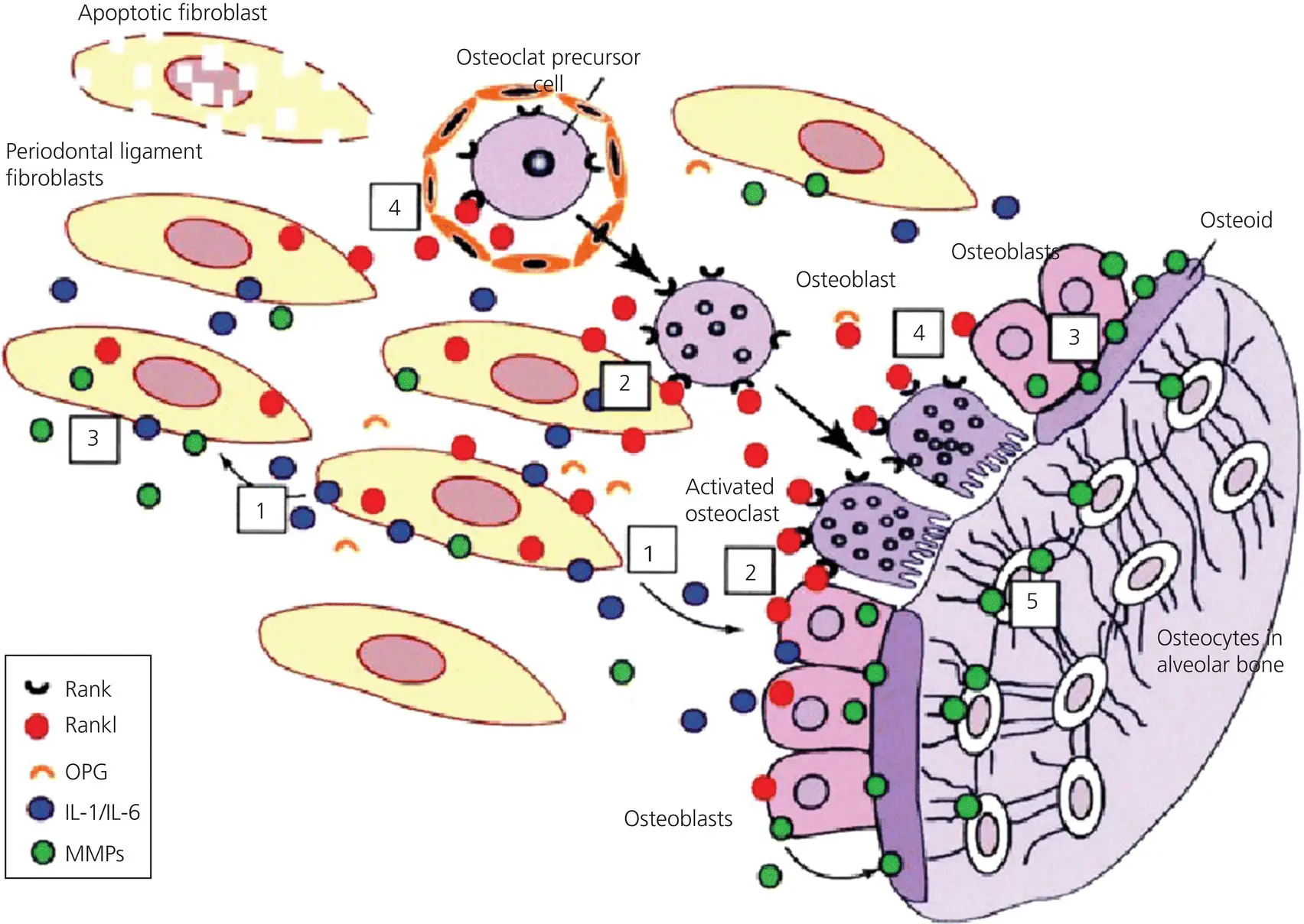Figure 312 Summary of the remodeling processes at the leading side - фото 59