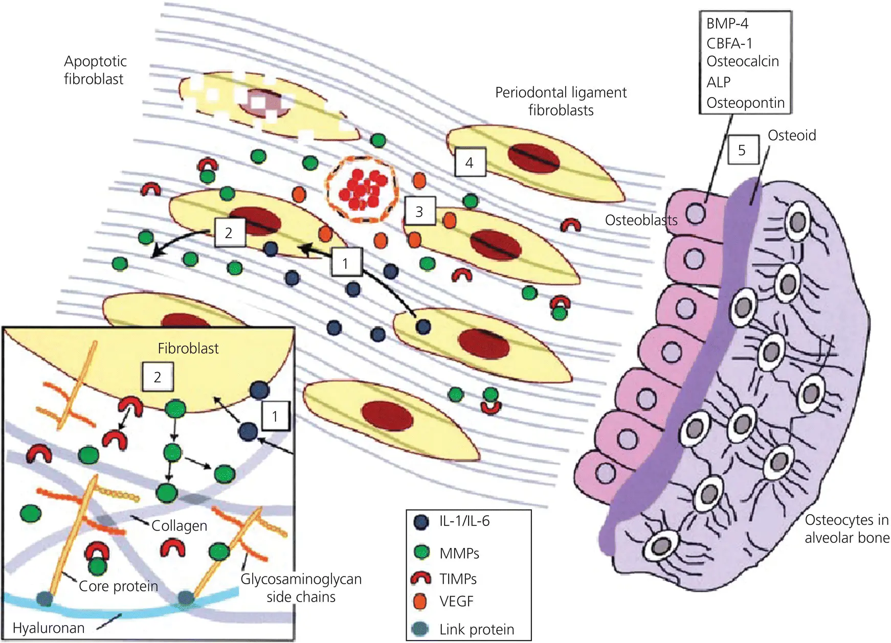 Figure 315 Summary of the remodeling processes at the trailing side - фото 62