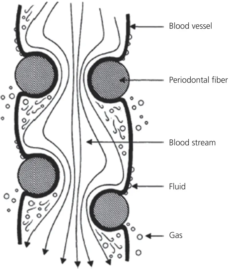Figure 217 The constriction of a blood vessel by the periodontal fibers The - фото 39