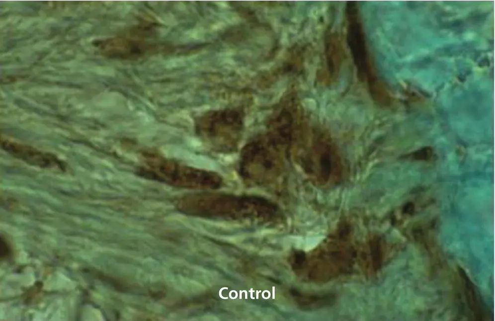 Figure 118 Immunohistochemical staining for cyclic AMP in a 6 μm sagittal - фото 19