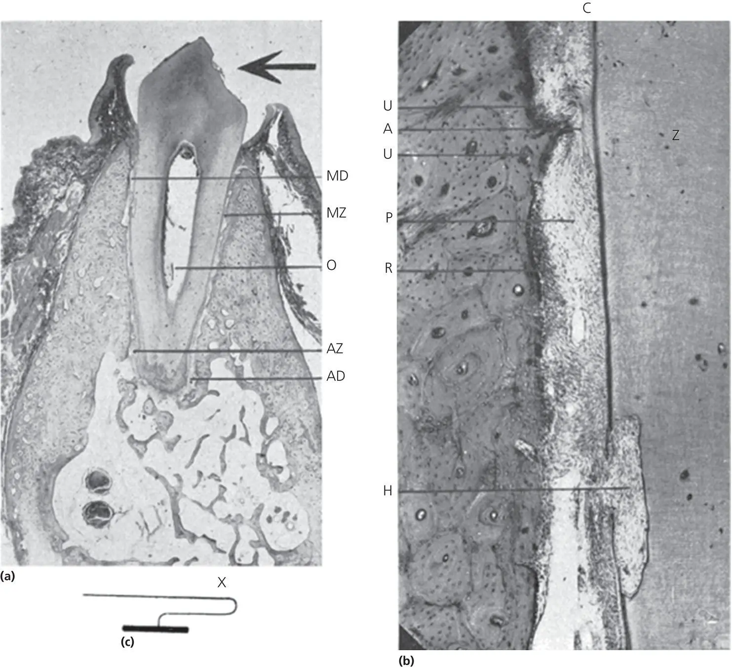 Figure 29 Third degree of biologic effect as portrayed in Schwarz article - фото 31