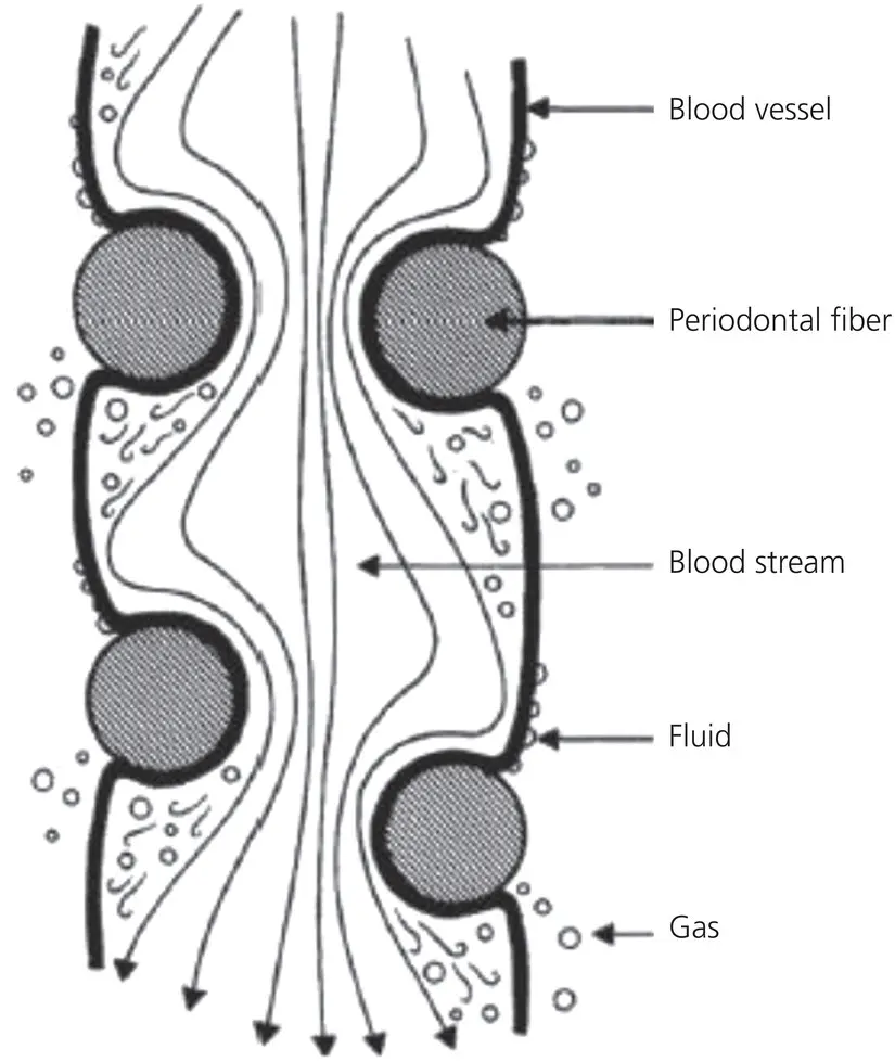 Figure 115 The constriction of a blood vessel by the periodontal fibers The - фото 16