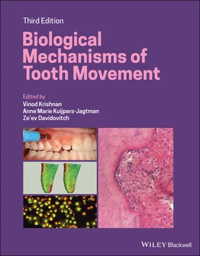 Неизвестный Автор Biological Mechanisms of Tooth Movement обложка книги