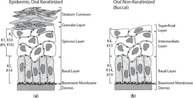 Figure 14 Keratin assembly in the different layers of keratinized vs - фото 5