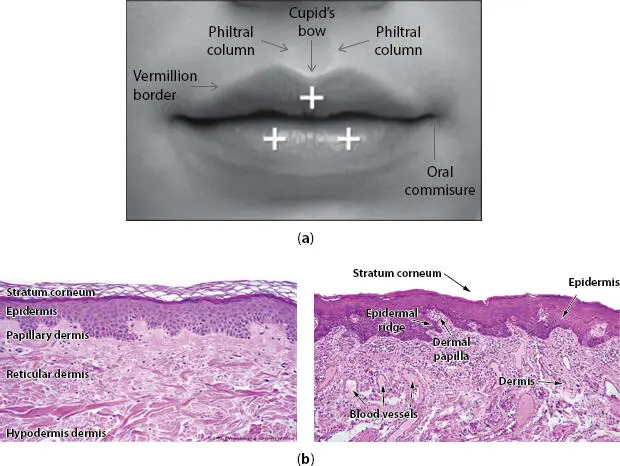Figure 13 a The anatomical landmarks of the lips 15 b Histological - фото 4