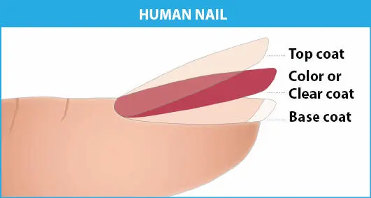 Figure 319 UV nail gel construction Human nail UV nail gel base coat which - фото 66