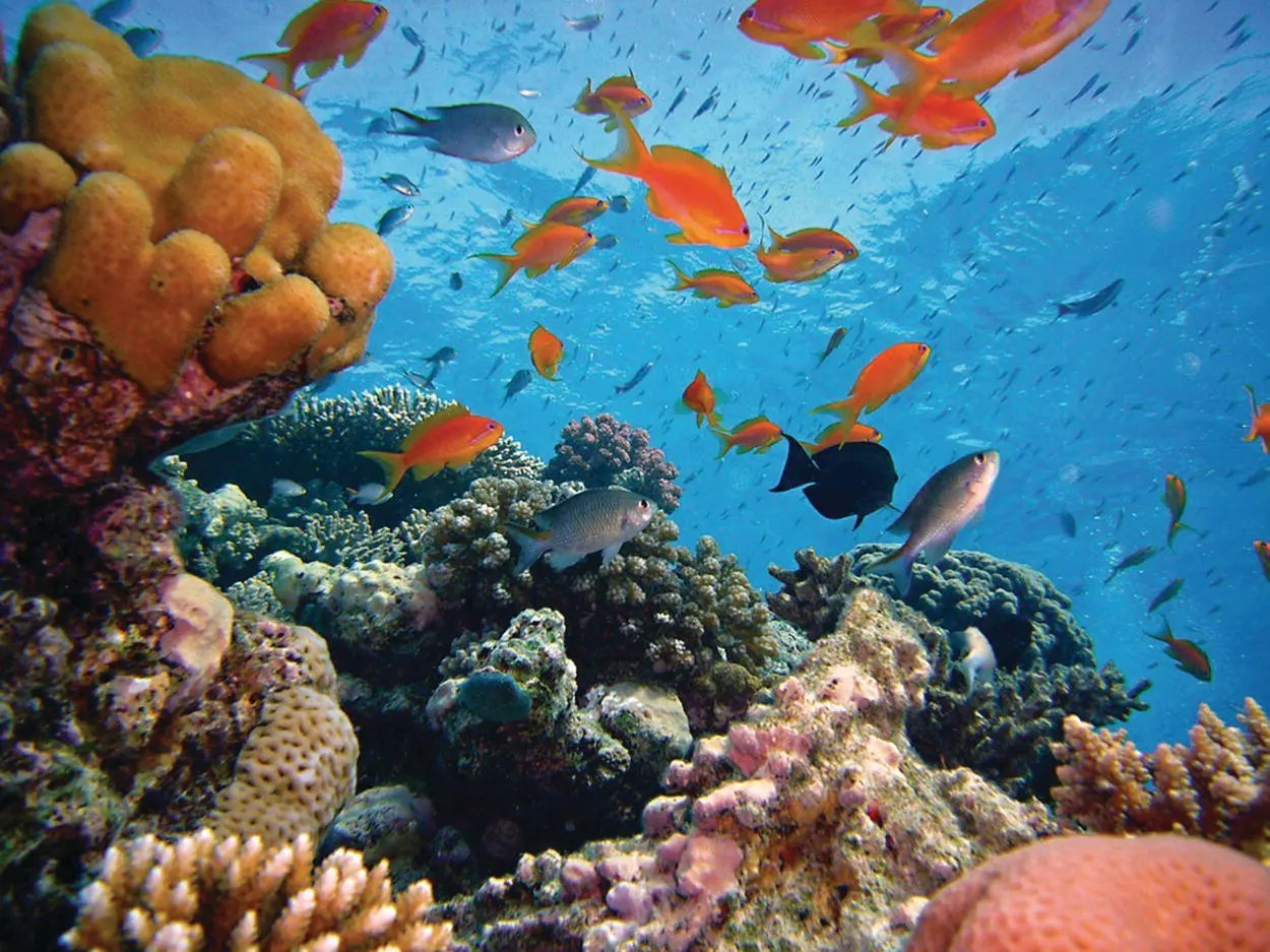 Figure 21 There are few places where biodiversity is as conspicuous as a coral - фото 9