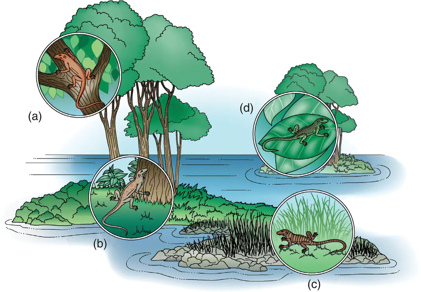 Figure 23 The distribution of four hypothetical lizard species showing alpha - фото 11