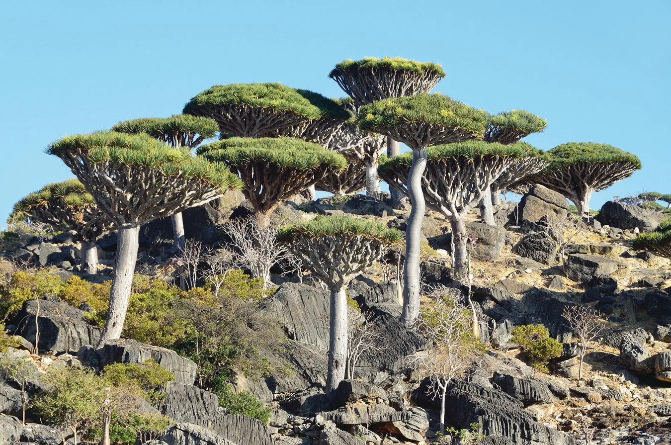 Figure 49 The forests of Socotra a small remote island could be said to - фото 37
