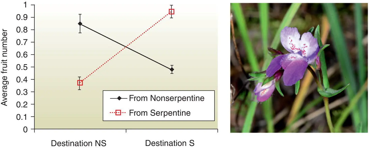 Figure 55 The native annual plant Collinsia sparsiflora grows on S and - фото 47