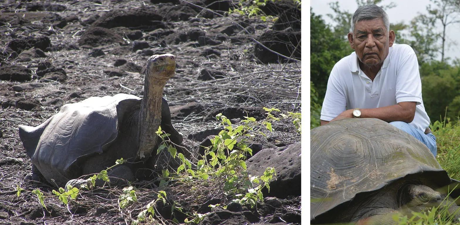 Figure 16 This Española tortoise was among the very first repatriated to the - фото 8