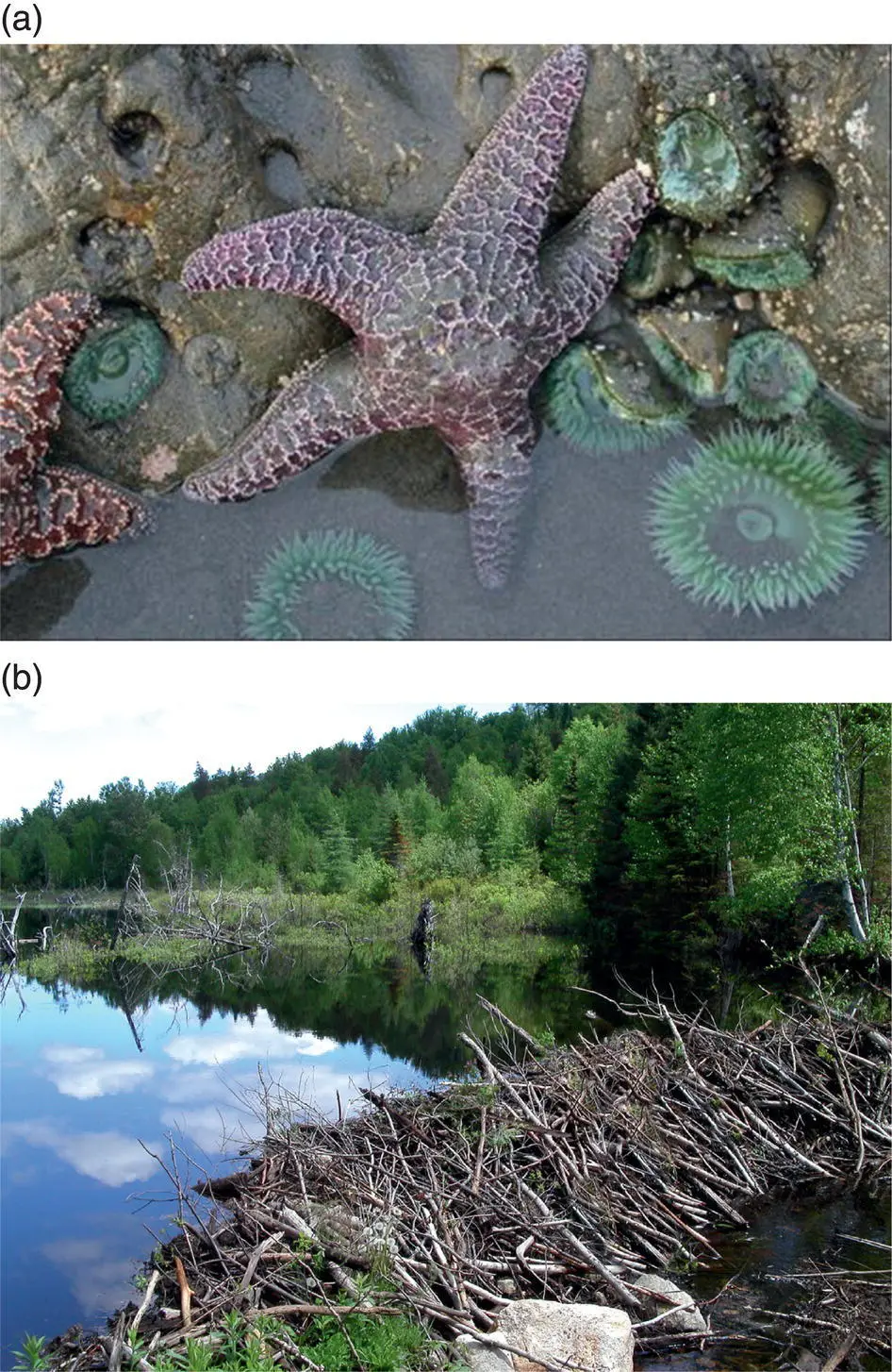 Figure 311 The ecological impacts of keystone species take many forms The - фото 24
