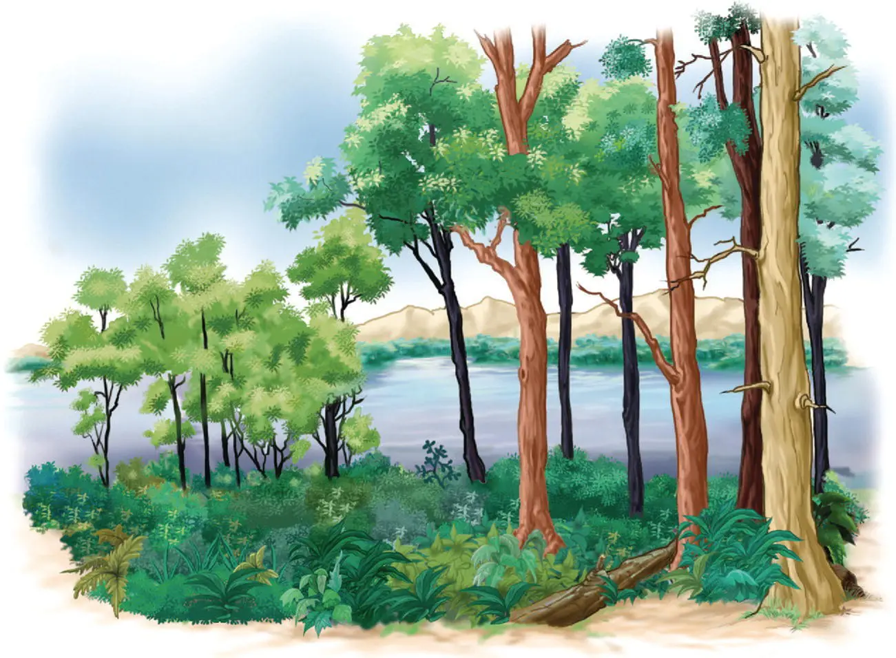 Figure 41 Deciding where one ecosystem begins and another ends is a complex - фото 29