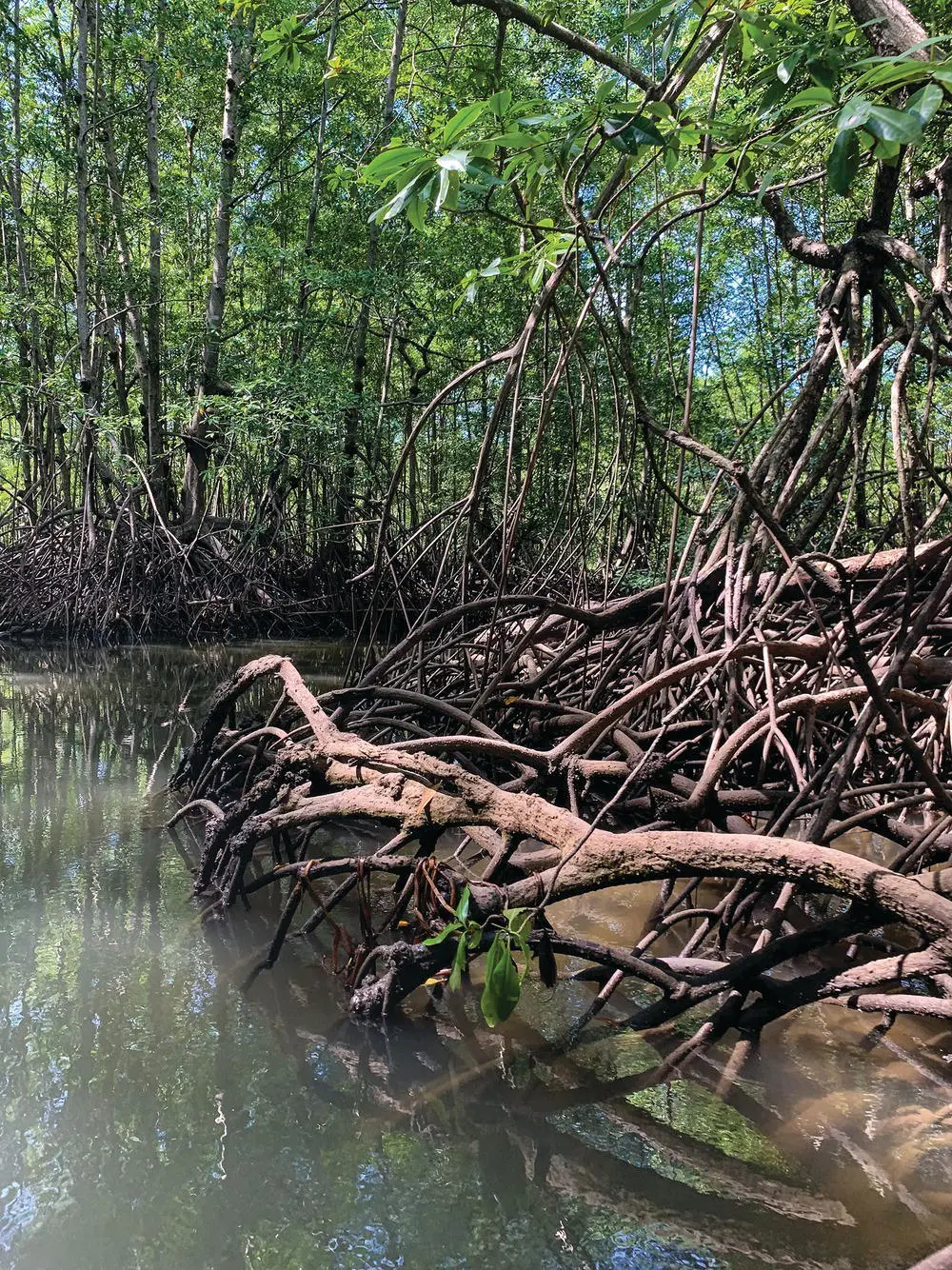 Figure 412 Mangroves are marine wetlands that occur along many tropical - фото 40