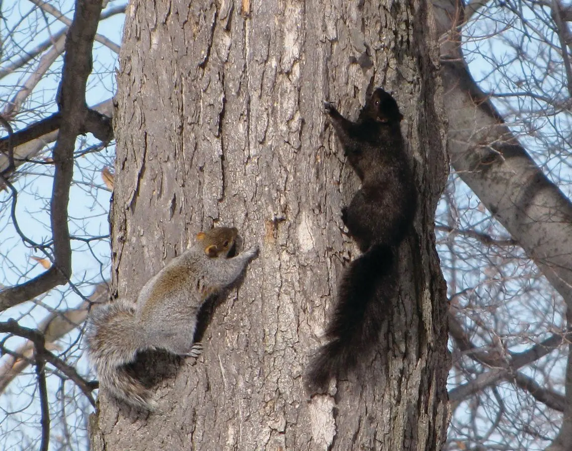 Figure 53 Two morphs of the eastern gray squirrel well known from the eastern - фото 43