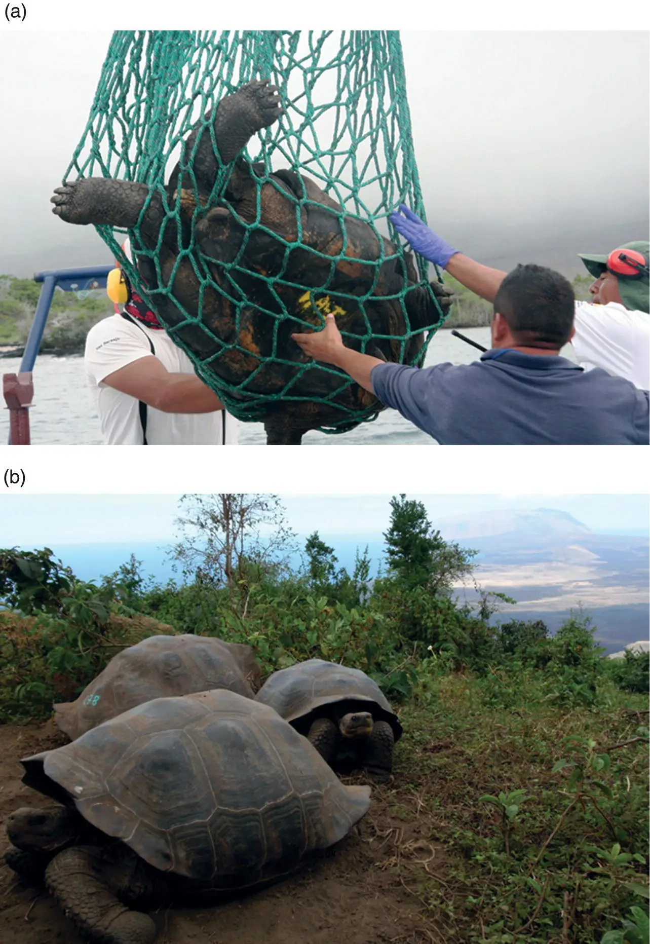 Figure 514 An alien giant tortoise a recently discovered on a remote - фото 60