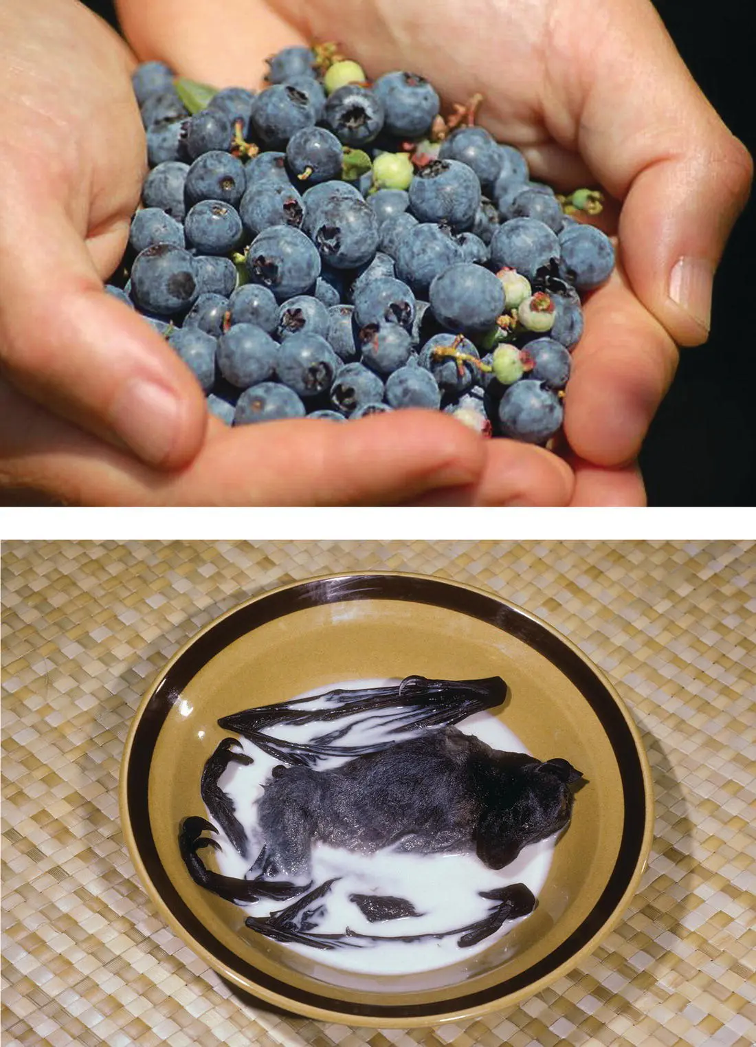 Figure 35 Although most of our food comes from domestic species a wide - фото 18