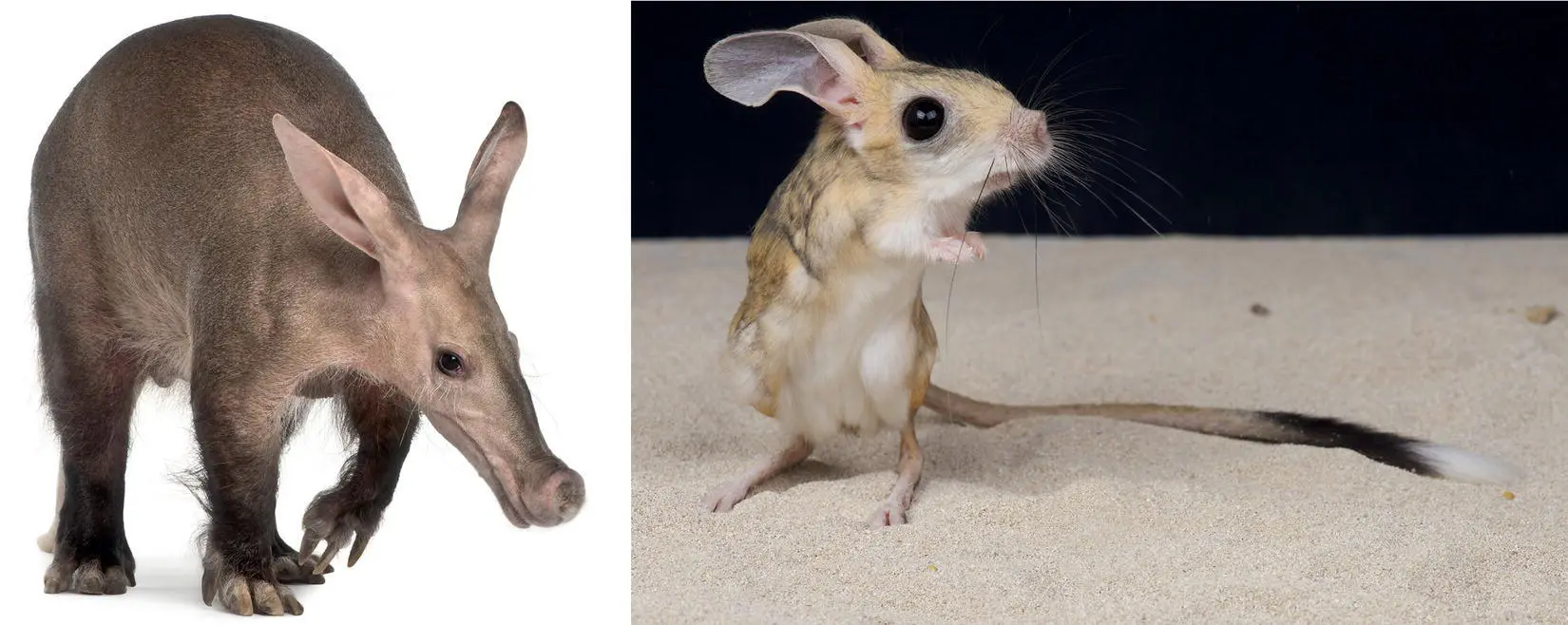 Figure 313 Which is more important to conserve the aardvark or the jerboa A - фото 27