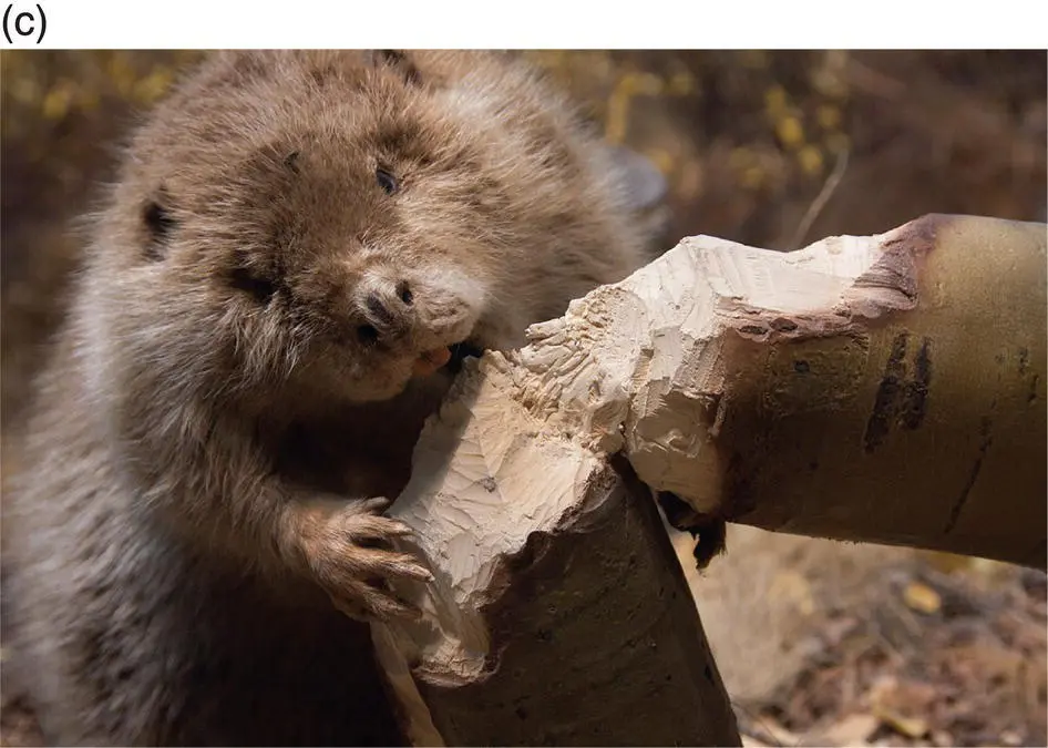 Figure 311 The ecological impacts of keystone species take many forms The - фото 25