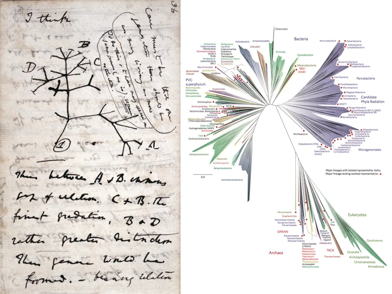 Figure 51 The evolution of the tree of life Branching relationships change - фото 41