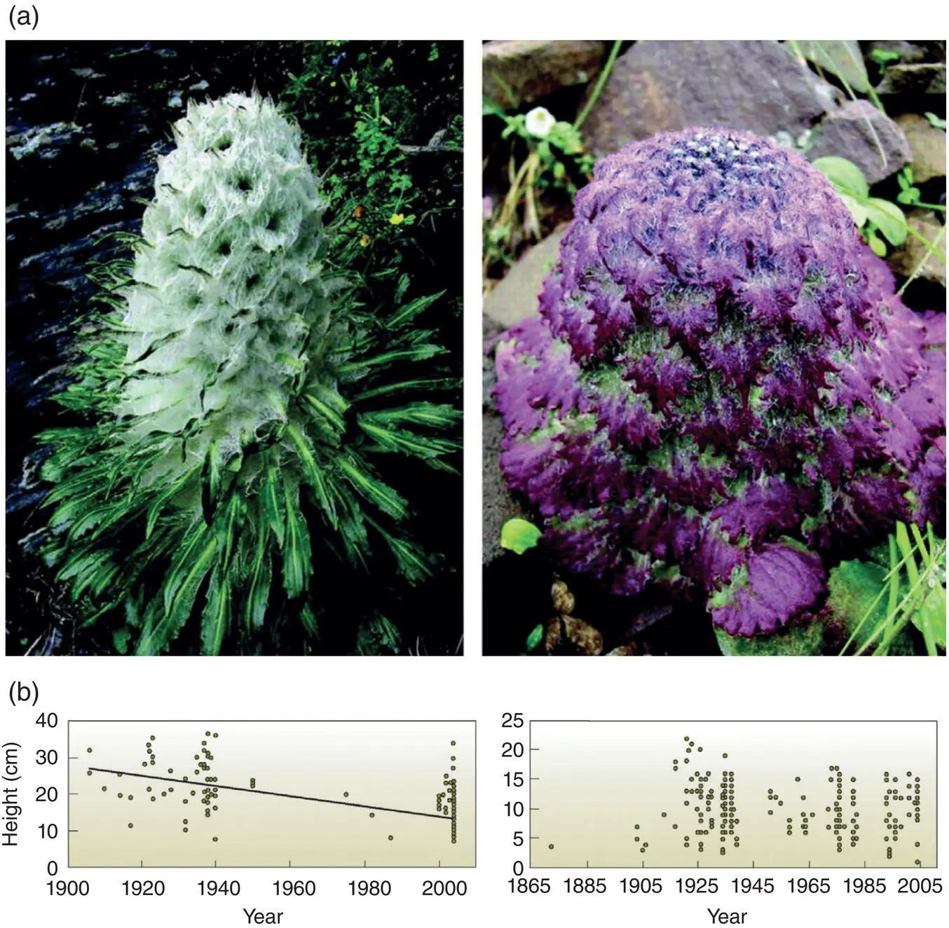 Figure 56 a Species of snowball plants of the genus Saussurea that are used - фото 48