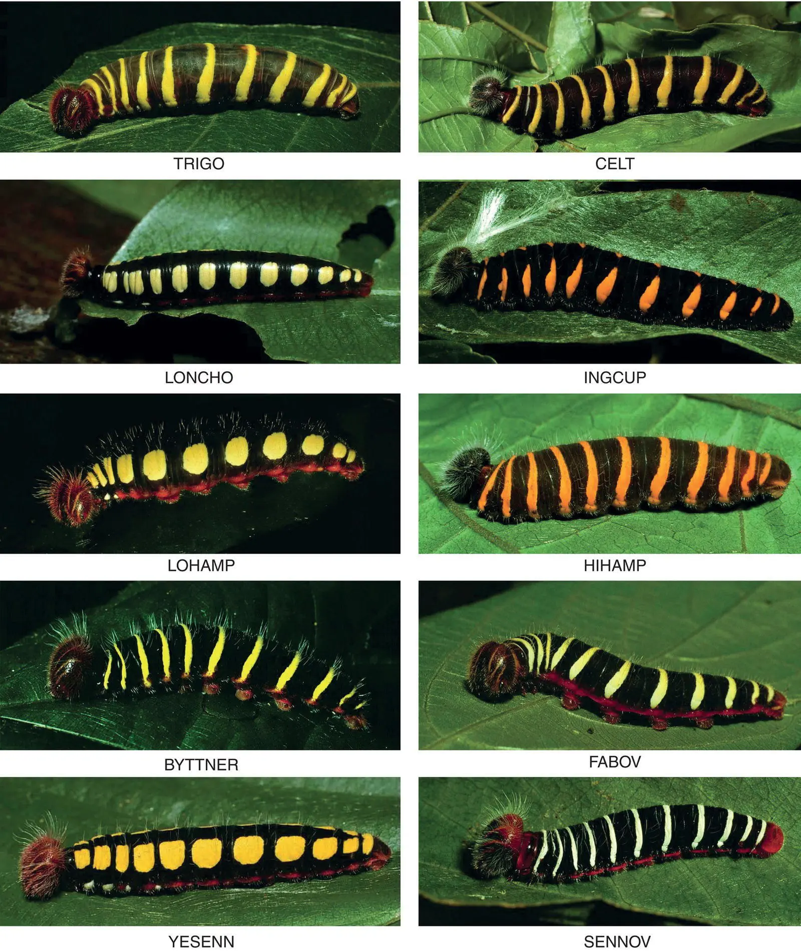 Figure 33 These caterpillars represent ten sibling species of what was long - фото 16