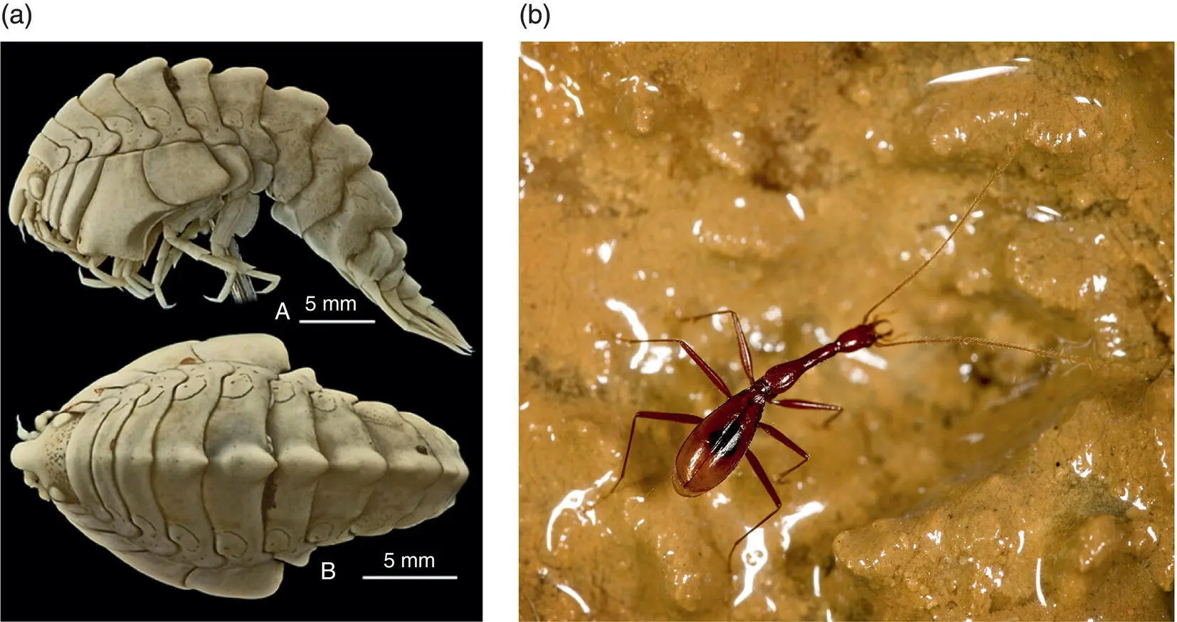 Figure 32 The depth of unexplored biodiversity is greatest among small species - фото 15