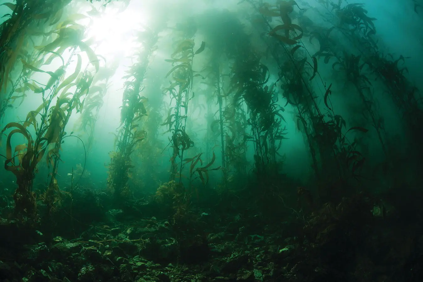 Figure 25 What is the state of this Pacific kelp forest From a biodiversity - фото 13