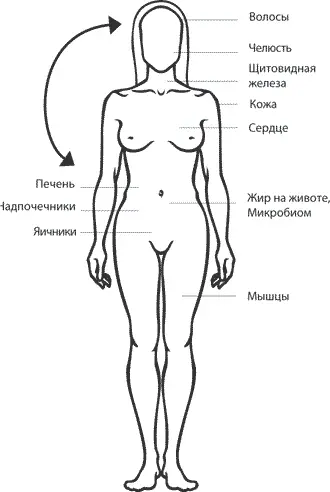 Связь мозгатела Глава 1 Самая важная связь Возможно вы как и я никогда - фото 1