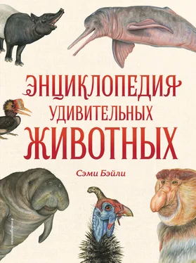 Сэми Бэйли Энциклопедия удивительных животных обложка книги